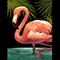 flamingo-60x60s